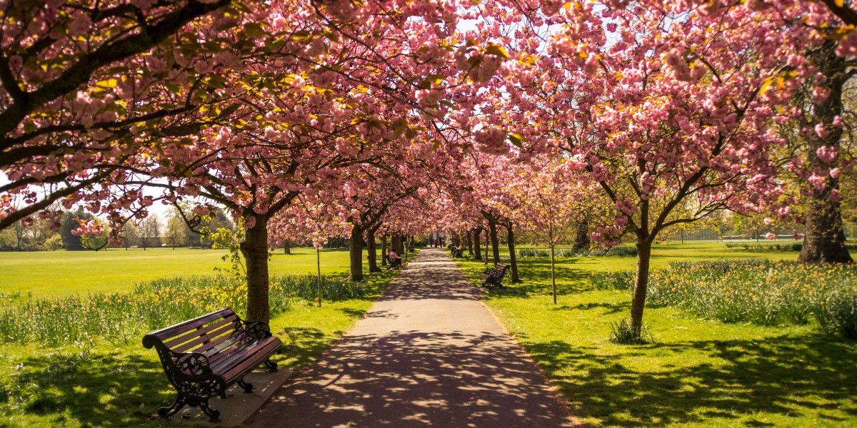 City Flowers | The World of Chinese