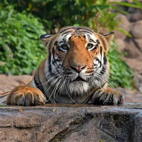 Staring tiger