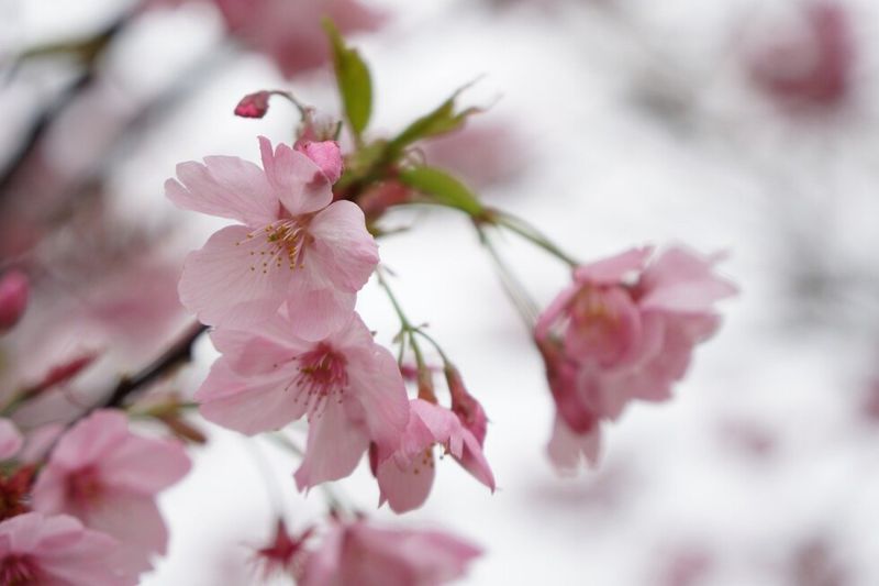 City Flowers | The World of Chinese